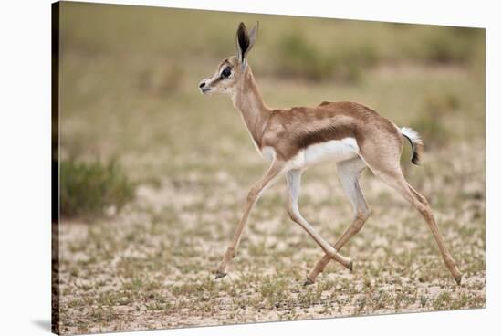 Springbok (Antidorcas marsupialis) calf running, Kgalagadi Transfrontier Park, South Africa, Africa-James Hager-Stretched Canvas