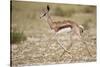 Springbok (Antidorcas marsupialis) calf running, Kgalagadi Transfrontier Park, South Africa, Africa-James Hager-Stretched Canvas