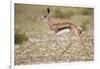 Springbok (Antidorcas marsupialis) calf running, Kgalagadi Transfrontier Park, South Africa, Africa-James Hager-Framed Photographic Print