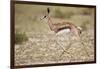 Springbok (Antidorcas marsupialis) calf running, Kgalagadi Transfrontier Park, South Africa, Africa-James Hager-Framed Photographic Print