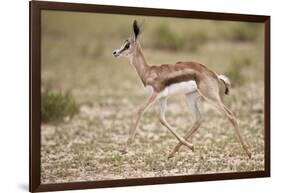 Springbok (Antidorcas marsupialis) calf running, Kgalagadi Transfrontier Park, South Africa, Africa-James Hager-Framed Photographic Print