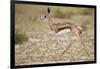 Springbok (Antidorcas marsupialis) calf running, Kgalagadi Transfrontier Park, South Africa, Africa-James Hager-Framed Photographic Print