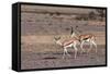 Springbok (Antidorcas Marsupialis), Central Kalahari National Park, Botswana, Africa-Sergio-Framed Stretched Canvas