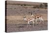 Springbok (Antidorcas Marsupialis), Central Kalahari National Park, Botswana, Africa-Sergio-Stretched Canvas