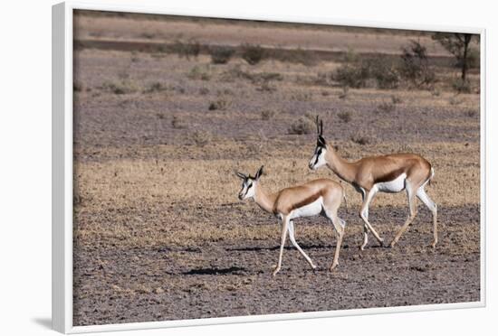 Springbok (Antidorcas Marsupialis), Central Kalahari National Park, Botswana, Africa-Sergio-Framed Photographic Print