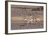 Springbok (Antidorcas Marsupialis), Central Kalahari National Park, Botswana, Africa-Sergio-Framed Photographic Print