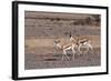 Springbok (Antidorcas Marsupialis), Central Kalahari National Park, Botswana, Africa-Sergio-Framed Photographic Print