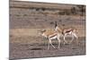 Springbok (Antidorcas Marsupialis), Central Kalahari National Park, Botswana, Africa-Sergio-Mounted Photographic Print