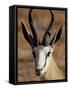 Springbok (Antidorcas Marsupialis), Kgalagadi Transfrontier Park, South Africa-James Hager-Framed Stretched Canvas