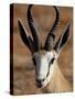 Springbok (Antidorcas Marsupialis), Kgalagadi Transfrontier Park, South Africa-James Hager-Stretched Canvas