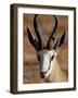 Springbok (Antidorcas Marsupialis), Kgalagadi Transfrontier Park, South Africa-James Hager-Framed Photographic Print