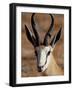 Springbok (Antidorcas Marsupialis), Kgalagadi Transfrontier Park, South Africa-James Hager-Framed Photographic Print