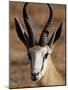 Springbok (Antidorcas Marsupialis), Kgalagadi Transfrontier Park, South Africa-James Hager-Mounted Photographic Print