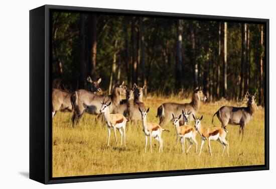 Springbok (Antidorcas marsupialis), Mlilwane Wildlife Sanctuary, Swaziland, Africa-Christian Kober-Framed Stretched Canvas