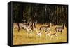 Springbok (Antidorcas marsupialis), Mlilwane Wildlife Sanctuary, Swaziland, Africa-Christian Kober-Framed Stretched Canvas