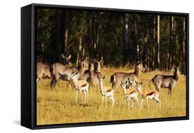 Springbok (Antidorcas marsupialis), Mlilwane Wildlife Sanctuary, Swaziland, Africa-Christian Kober-Framed Stretched Canvas