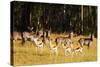 Springbok (Antidorcas marsupialis), Mlilwane Wildlife Sanctuary, Swaziland, Africa-Christian Kober-Stretched Canvas