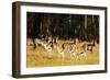 Springbok (Antidorcas marsupialis), Mlilwane Wildlife Sanctuary, Swaziland, Africa-Christian Kober-Framed Photographic Print