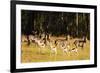 Springbok (Antidorcas marsupialis), Mlilwane Wildlife Sanctuary, Swaziland, Africa-Christian Kober-Framed Photographic Print
