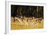 Springbok (Antidorcas marsupialis), Mlilwane Wildlife Sanctuary, Swaziland, Africa-Christian Kober-Framed Photographic Print