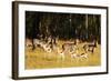 Springbok (Antidorcas marsupialis), Mlilwane Wildlife Sanctuary, Swaziland, Africa-Christian Kober-Framed Photographic Print