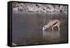 Springbok at Okaukuejo Water Hole-DLILLC-Framed Stretched Canvas