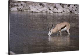 Springbok at Okaukuejo Water Hole-DLILLC-Stretched Canvas