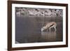 Springbok at Okaukuejo Water Hole-DLILLC-Framed Photographic Print