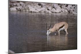 Springbok at Okaukuejo Water Hole-DLILLC-Mounted Photographic Print