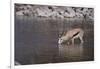 Springbok at Okaukuejo Water Hole-DLILLC-Framed Photographic Print