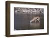 Springbok at Okaukuejo Water Hole-DLILLC-Framed Photographic Print