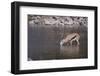 Springbok at Okaukuejo Water Hole-DLILLC-Framed Photographic Print