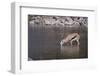 Springbok at Okaukuejo Water Hole-DLILLC-Framed Photographic Print