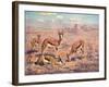 Springbok, Cuthbert Swan-Cuthbert Swan-Framed Art Print