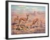 Springbok, Cuthbert Swan-Cuthbert Swan-Framed Art Print