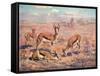 Springbok, Cuthbert Swan-Cuthbert Swan-Framed Stretched Canvas