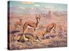 Springbok, Cuthbert Swan-Cuthbert Swan-Stretched Canvas