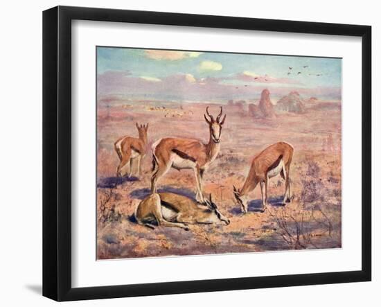 Springbok, Cuthbert Swan-Cuthbert Swan-Framed Art Print