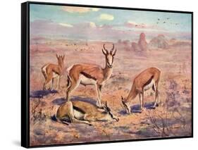 Springbok, Cuthbert Swan-Cuthbert Swan-Framed Stretched Canvas