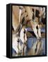 Springbok, Drinking, Kgalagadi Transfrontier Park, Northern Cape, South Africa-Toon Ann & Steve-Framed Stretched Canvas