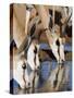 Springbok, Drinking, Kgalagadi Transfrontier Park, Northern Cape, South Africa-Toon Ann & Steve-Stretched Canvas
