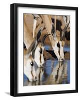 Springbok, Drinking, Kgalagadi Transfrontier Park, Northern Cape, South Africa-Toon Ann & Steve-Framed Photographic Print