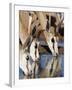 Springbok, Drinking, Kgalagadi Transfrontier Park, Northern Cape, South Africa-Toon Ann & Steve-Framed Photographic Print