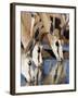 Springbok, Drinking, Kgalagadi Transfrontier Park, Northern Cape, South Africa-Toon Ann & Steve-Framed Photographic Print