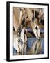 Springbok, Drinking, Kgalagadi Transfrontier Park, Northern Cape, South Africa-Toon Ann & Steve-Framed Photographic Print