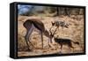 Springbok Fending Off Blackbacked Jackals-Paul Souders-Framed Stretched Canvas