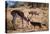 Springbok Fending Off Blackbacked Jackals-Paul Souders-Stretched Canvas