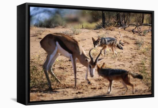 Springbok Fending Off Blackbacked Jackals-Paul Souders-Framed Stretched Canvas