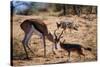Springbok Fending Off Blackbacked Jackals-Paul Souders-Stretched Canvas