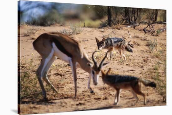 Springbok Fending Off Blackbacked Jackals-Paul Souders-Stretched Canvas